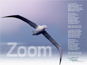 I wrote "Zoom" in 2014 in honor of adults with developmental disabilities who are served  by Wingspan Life Resources. It is also in memory of my brother, Andy, who passed away in July of 2013 and had profound developmental disabilities.  The bird in the image is the wandering albatross, a bird that flies the southern seas. This magnificent bird has the largest wingspan in the world--over 11 feet. It harnesses the power of the wind to stay aloft for weeks without flapping its wings and has been known to travel 10,000 miles in a single journey.  After facilitating a music therapy partnership between Wingspan and MacPhail Center for Music in Minneapolis, I decided that "Zoom" was a perfect song for Wingspan's Glee Club for adults with developmental disabilities to learn and perform the world premier of at a May 2014 gala for Wingspan. www.wingspanlife.org
